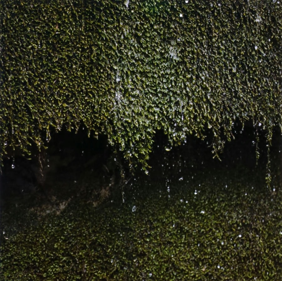 a wall of plants with water running down on them.